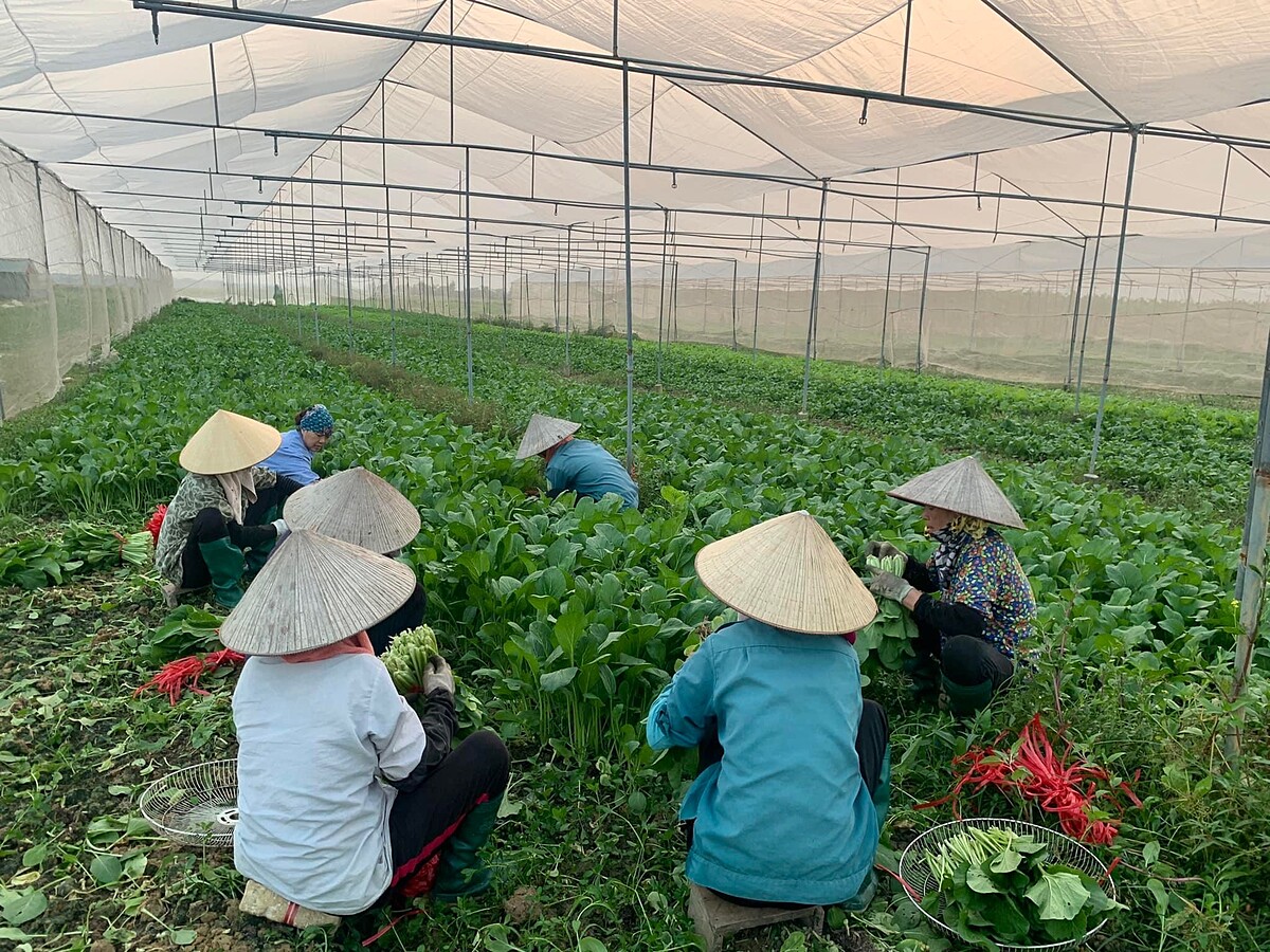 Rau quả là một trong những thế mạnh xuất khẩu của Hà Nội.