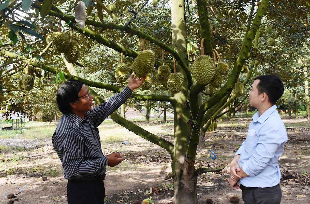 HTX sầu riêng Long Phú hiện áp dụng mô hình VietGAP trong sản xuất và sản phẩm đã cung ứng nhiều trên thị trường trong nước và xuất khẩu.