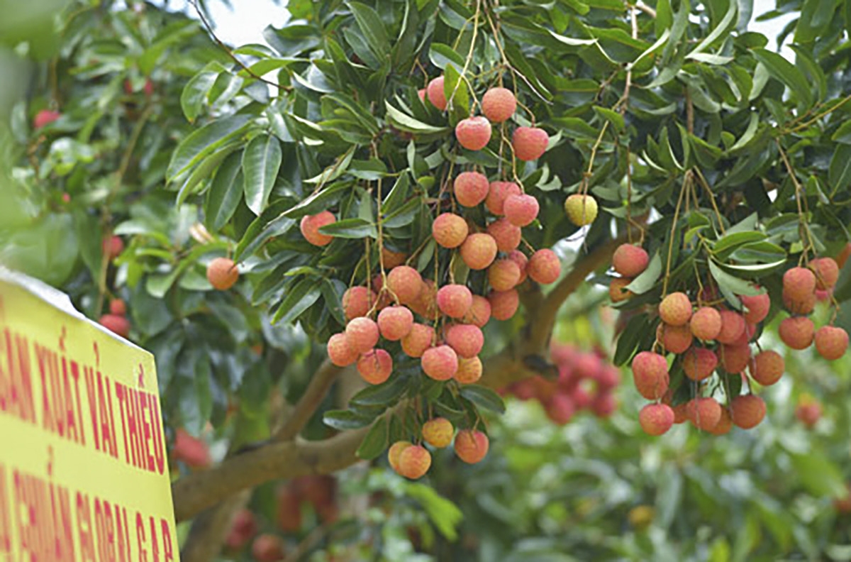 Chuyển đổi phương thức canh tác từ truyền thống sang làm hàng theo tiêu chuẩn hữu cơ, GlobalGAP, năm nào vải thiều nhà ông Hành cũng được thu mua với giá cao, cho doanh thu từ 1-1,2 tỷ đồng/năm.