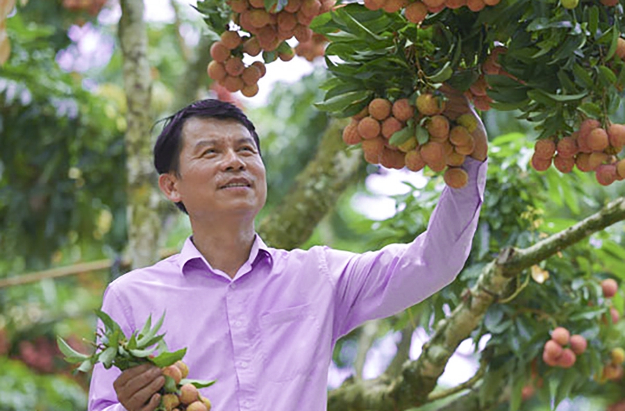 Ông Trần Văn Hành - người trồng ra quả vải thiều có giá bán đắt nhất ở Việt Nam.