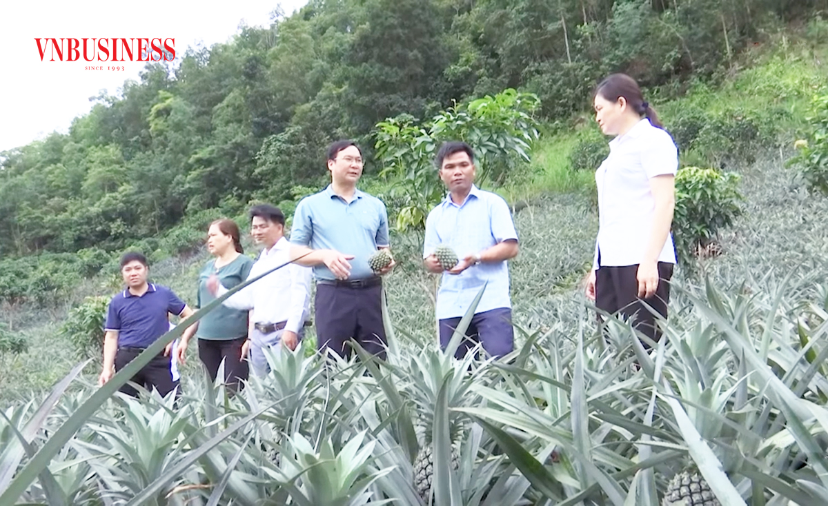 Cây dứa Queen đang được ngành nông nghiệp huyện Quỳnh Nhai chú trọng phát triển.