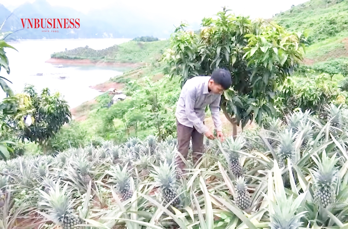 Cây dứa đang trở thành cây giảm nghèo, làm giàu cho nhiều nông dân ở Quỳnh Nhai.