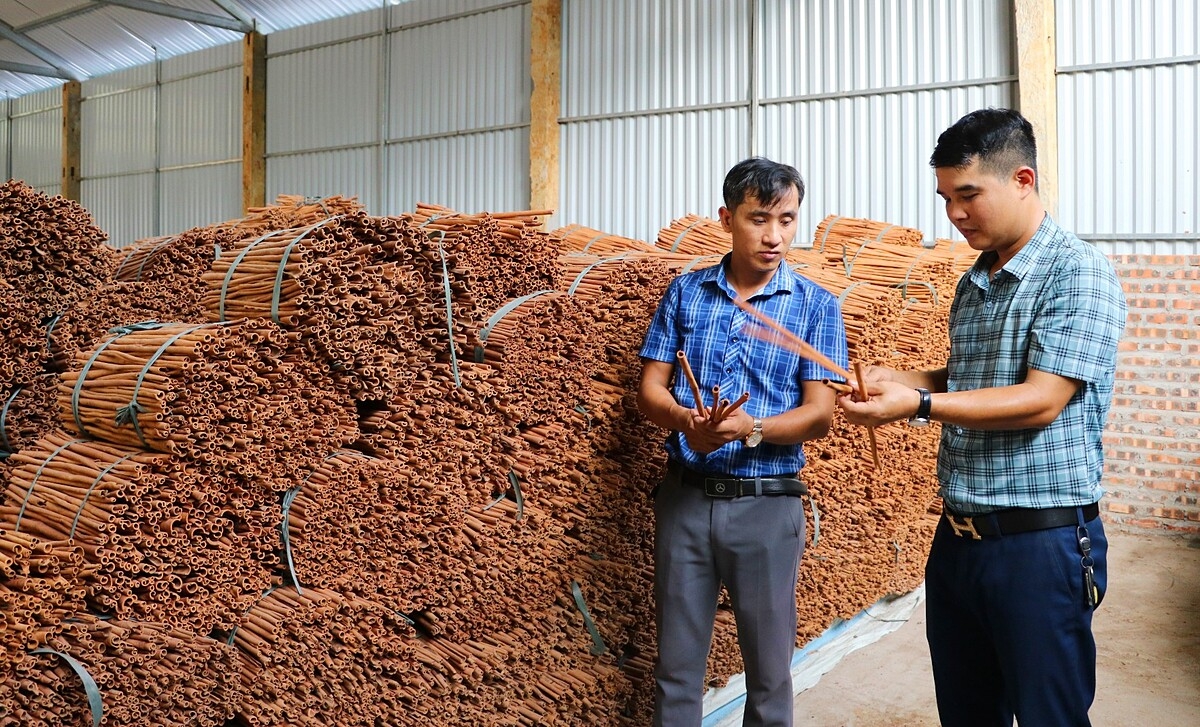 HTX Cầu Mây vẫn xuất khẩu được sản phẩm từ quế trong điều kiện suy thoái kinh tế toàn cầu.