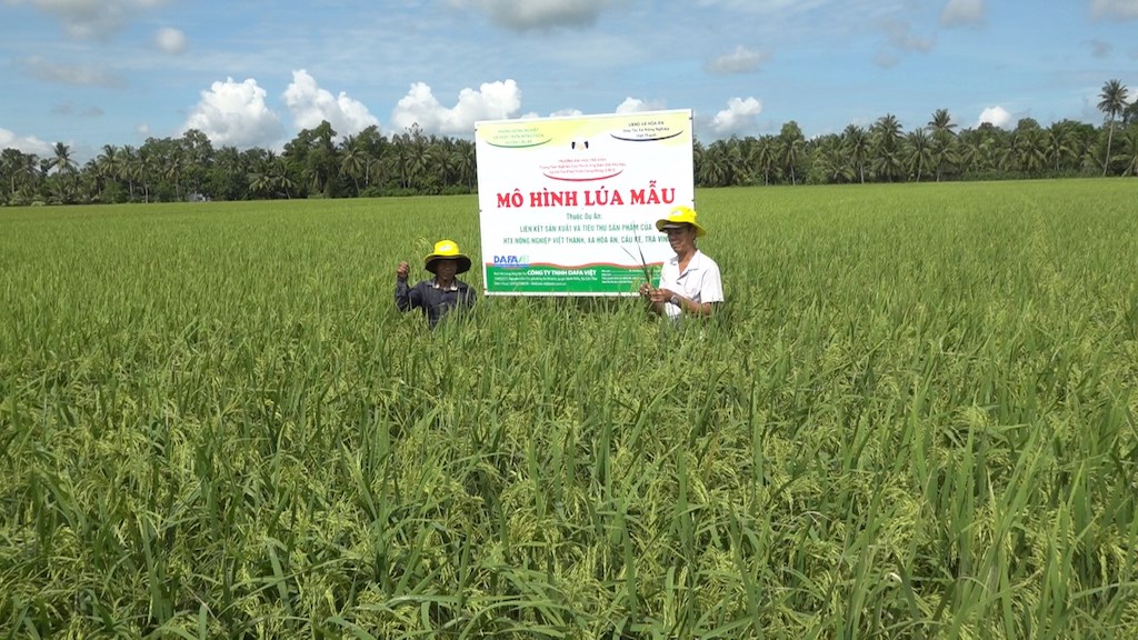 Mô hình lúa mẫu của HTX Nông nghiệp Việt Thành.