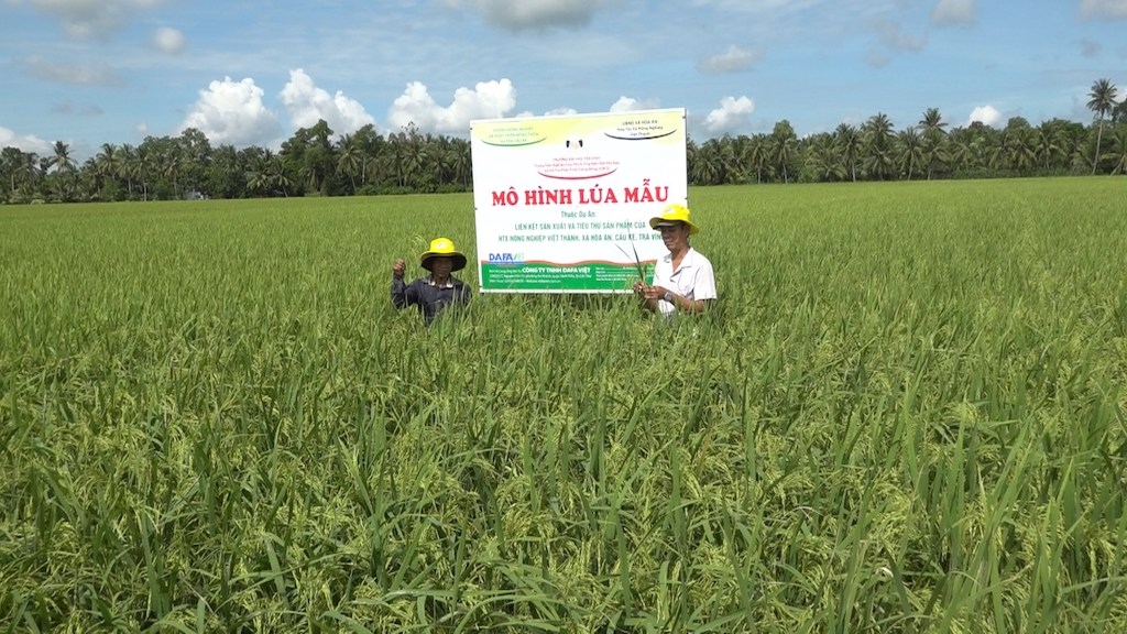 Mô hình lúa mẫu của HTX Nông nghiệp Việt Thành.