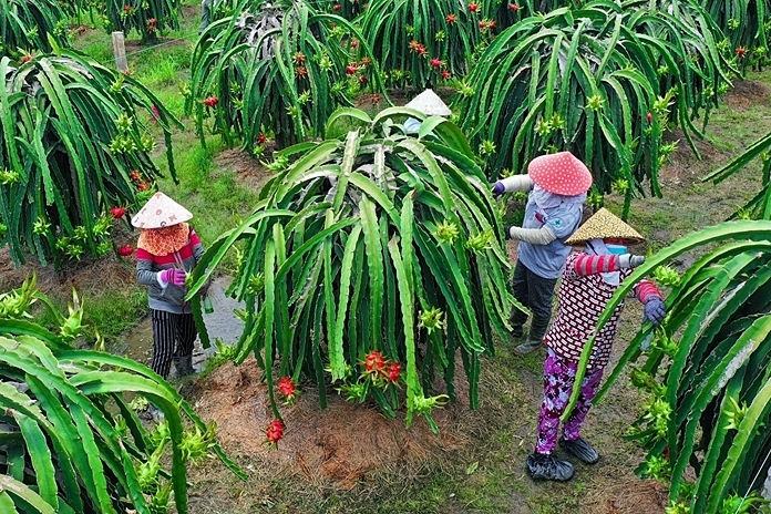 Kinh tế tập thể, HTX ở Long An đang ngày một bắt nhịp thị trường, sản phẩm ngày càng phong phú, đạt tiêu chuẩn chất lượng cao, đáp ứng yêu cầu thị trường.