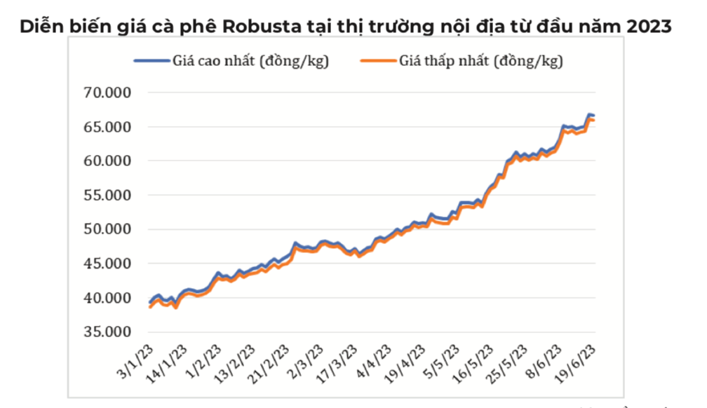 Giá cà phê tăng mạnh trong 6 tháng 2023.