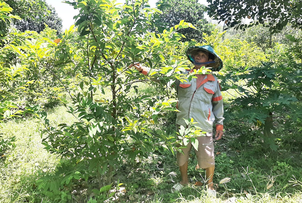 Cây ăn quả đang là mô hình thế mạnh, cho hiệu quả kinh tế cao ở Phú Hòa.