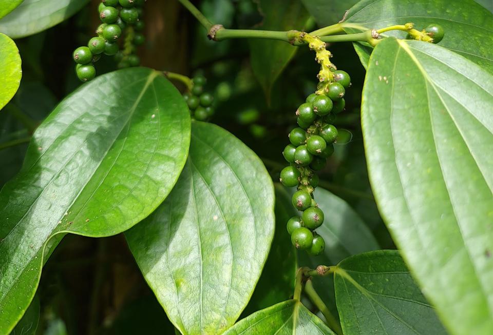 Thị trường hồ tiêu đang có những ngày giảm giá, mức cao nhất chỉ còn 70.000 đồng/kg.