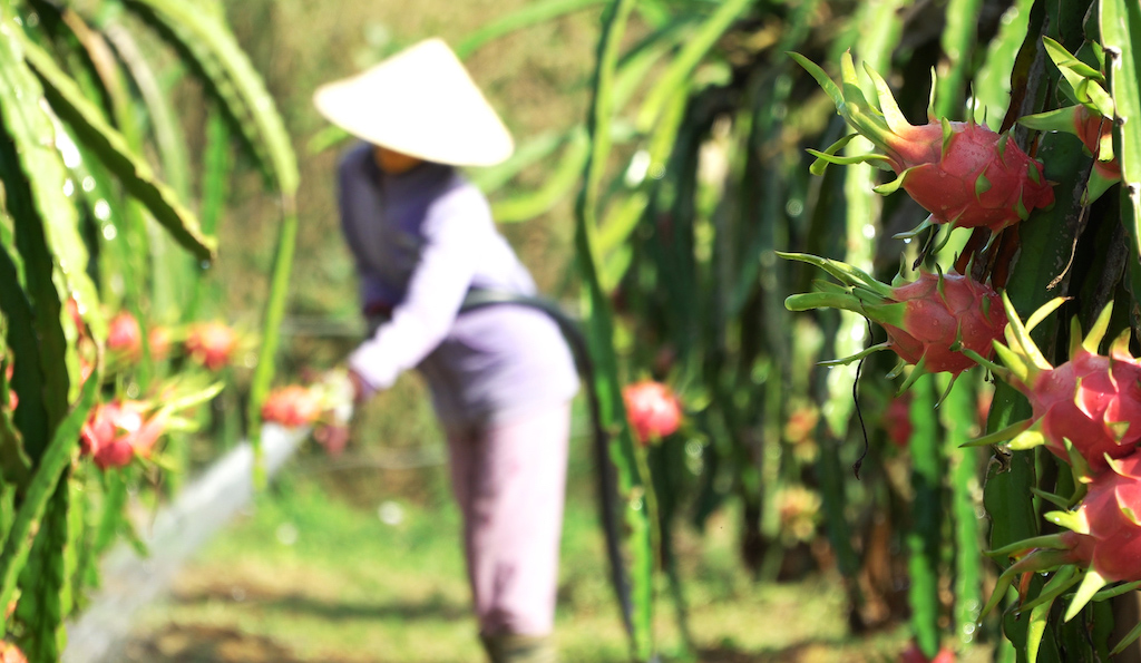 HTX Nông nghiệp sạch Hưng Thịnh Phát đang thực hiện tốt mô hình liên kết sản xuất trái thanh long sạch.