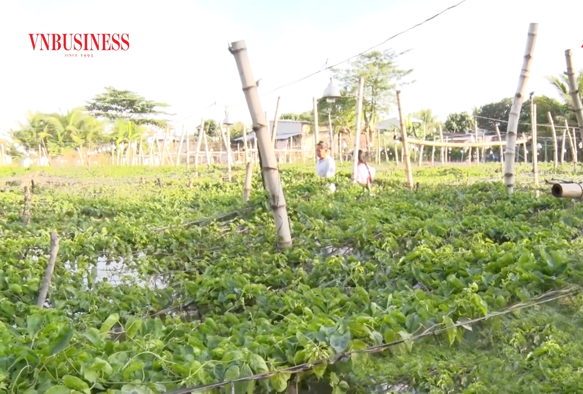 Hoa thiên lý đang cho hiệu quả kinh tế cao ở Đức Hòa.