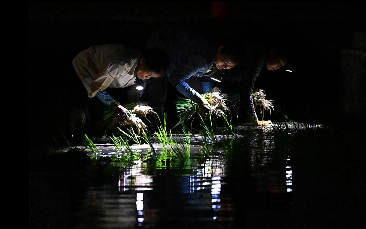 Nông dân đang sử dụng đèn pha để cấy lúa vào ban đêm vì nhiệt độ ban ngày dự kiến ​​sẽ vượt quá 37 độ C trong tháng này. Ảnh: AFP