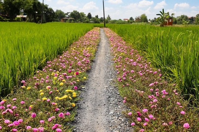Các mô hình ruộng lúa, bờ hoa đã tạo cảnh quan thiên nhiên, góp phần tích cực vào phong trào xây dựng NTM.