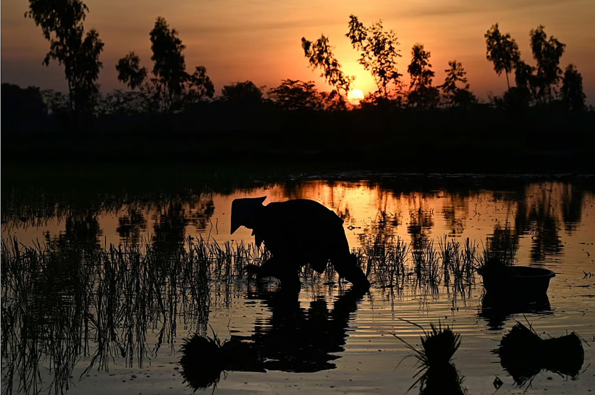 Một nông dân trồng lúa trên cánh đồng vào lúc bình minh. Giữa nắng nóng kỷ lục, người nông dân ngày càng chuyển sang trồng trọt vào buổi đêm. Ảnh: AFP