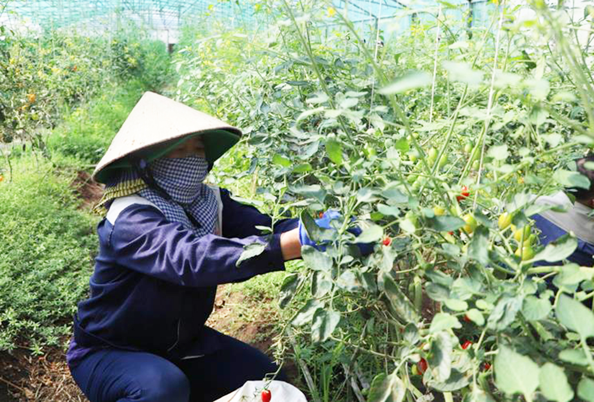 Ngành nông nghiệp huyện Xuân Trường đang hướng đến sản xuất lớn, công nghệ cao.