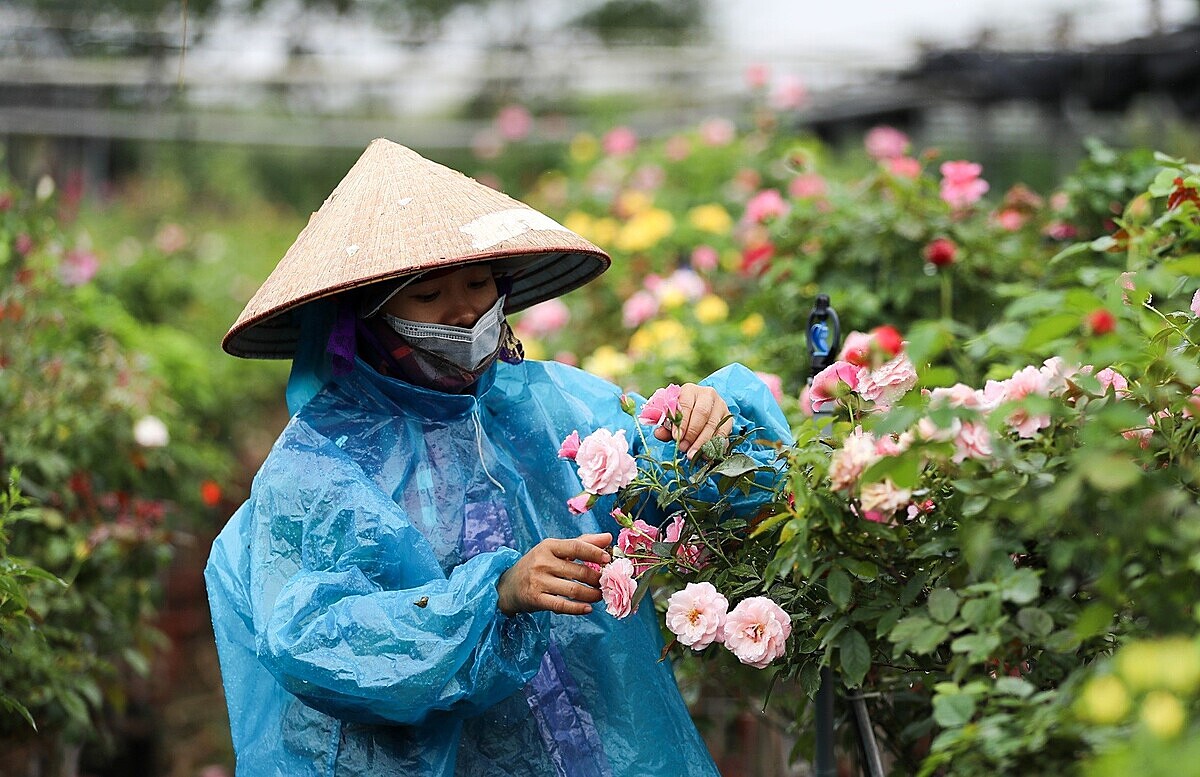 Người dân ở Mê Linh tích cực liên kết để sản xuất hoa hàng hóa.