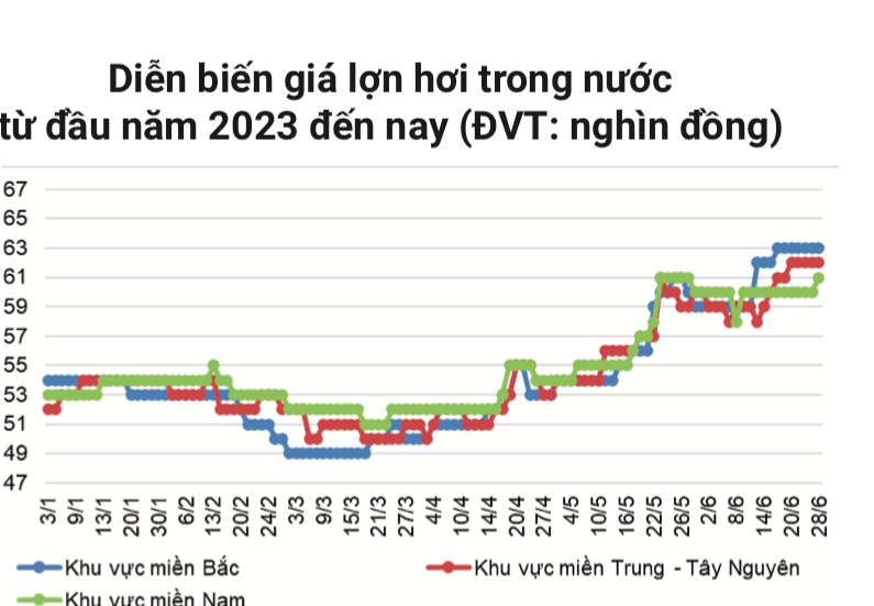 Giá heo hơi đang có xu hướng tăng mạnh trong thời gian gần đây.