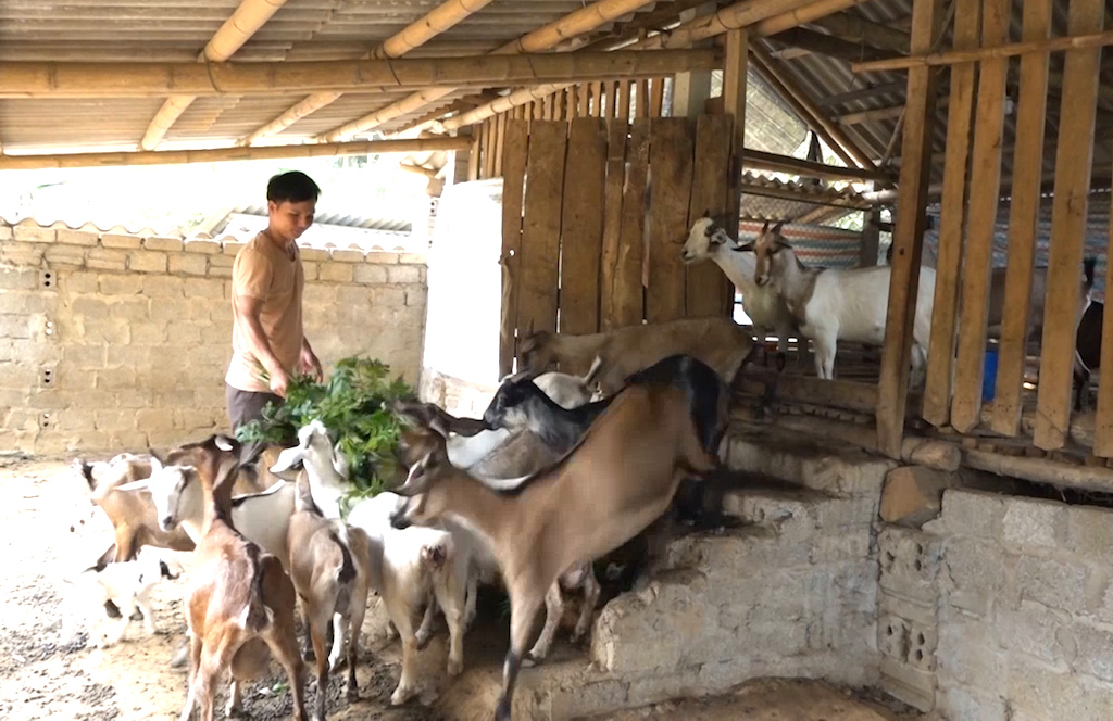 Từ hoạt động chăn nuôi dê hiệu quả với dấu ấn của HTX đã góp phần đưa huyện Tân Phú trở thành điểm sáng giảm nghèo ở tỉnh Đồng Nai.