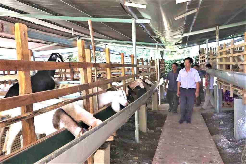 Phát triển chuỗi liên kết nuôi dê được xem là rất phù hợp với người nông dân trên địa bàn huyện Tân Phú.
