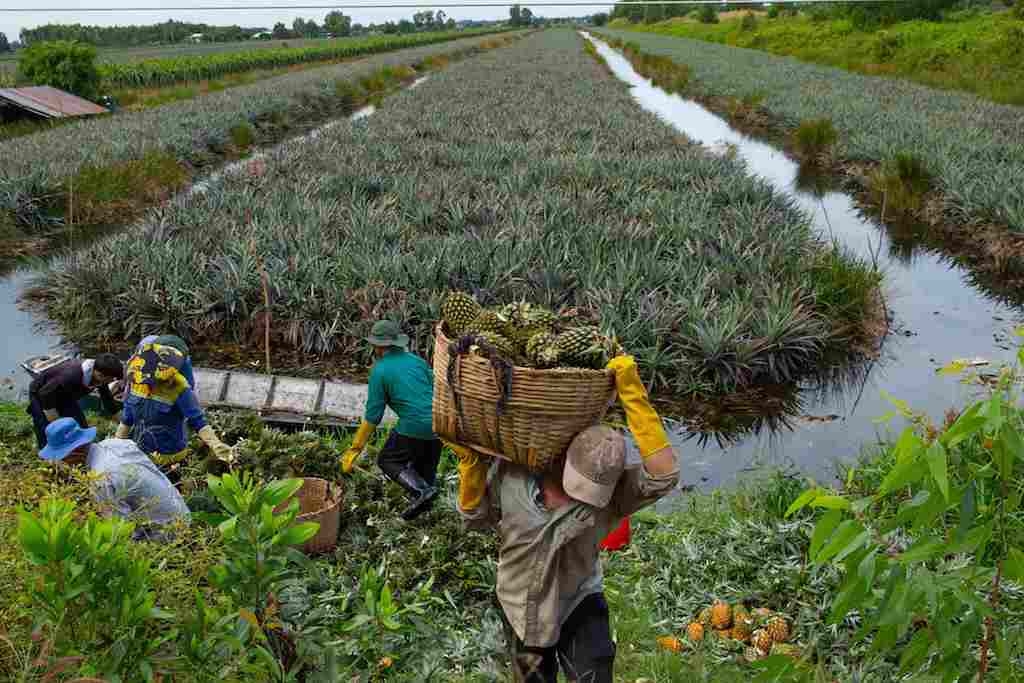 Cùng với sự đồng hành của bà con phật tử và HTX đã giúp huyện Tân Phước hình thành vùng sản xuất chuyên canh cây khóm.