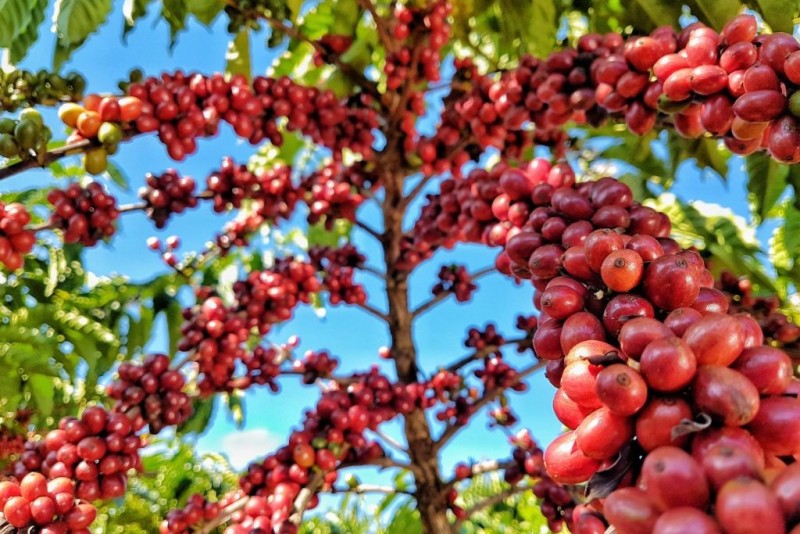 Giá cà phê giảm nhẹ khi nguồn cung từ Brazil đang dồi dào.