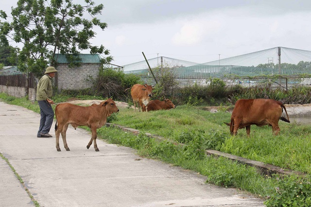 Thông qua phát triển các mô hình kinh tế tập thể, HTX, ,hiều hộ nghèo được hỗ trợ giống, vốn, tập huấn kỹ thuật sản xuất để phát triển kinh tế.