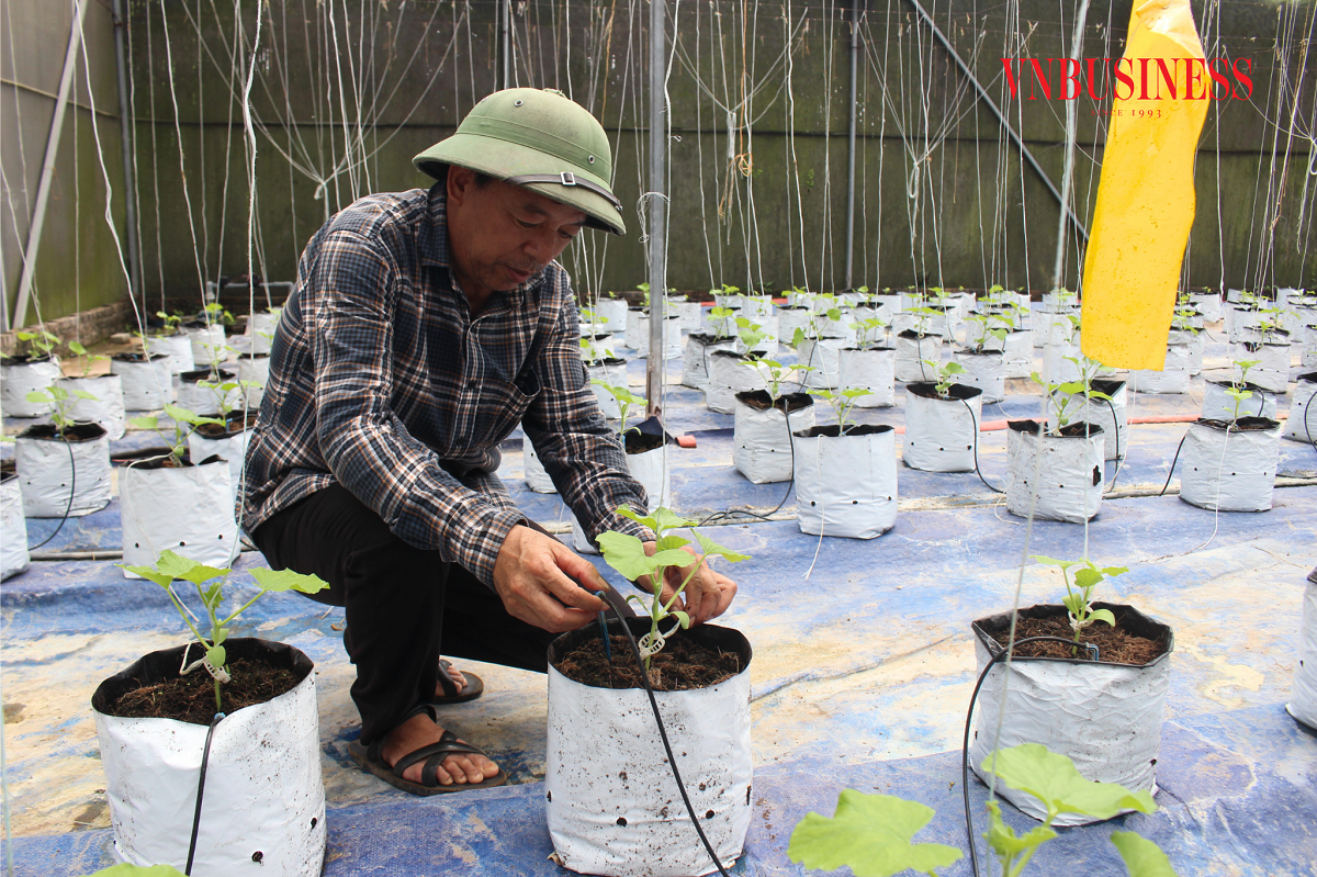 So với làm nông nghiệp truyền thống, mô hình trồng dưa áp dụng công nghệ Israel đã giúp HTX giảm nhân công từ 8 - 10 lần.