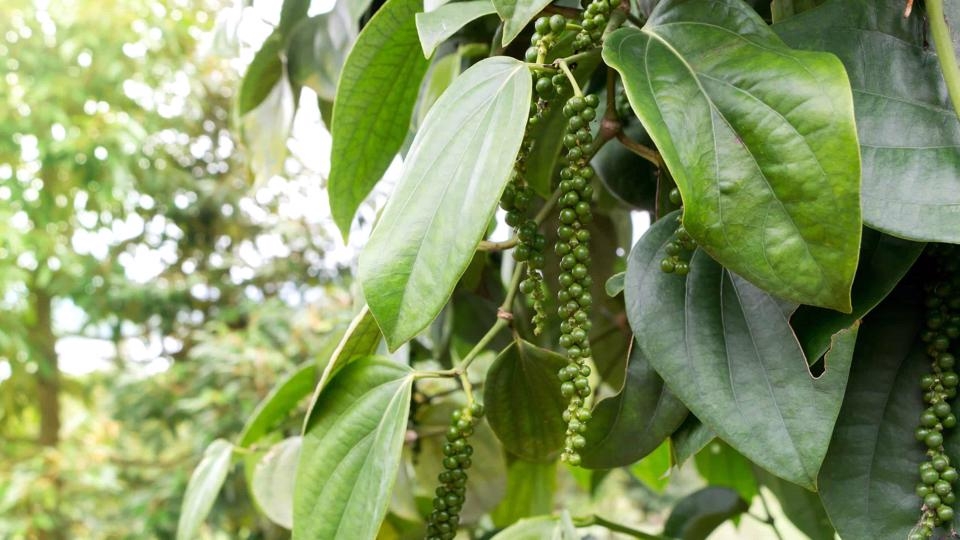 Thị trường hồ tiêu thế giới nói chung, Việt Nam nói riêng ít chịu ảnh hưởng từ các vấn đề tài chính tiền tệ.