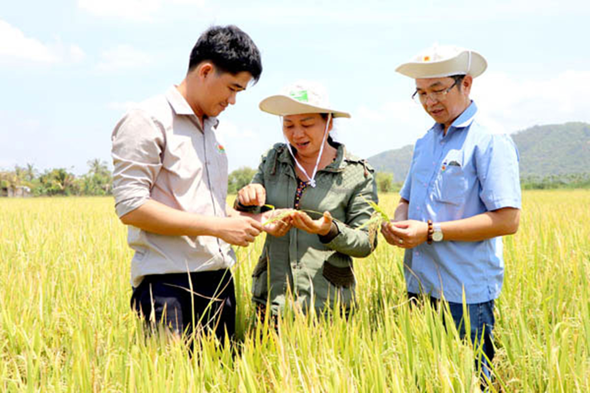 Nông nghiệp vẫn là trọng tâm để huyện Định Quán nâng cao thu nhập cho người dân &lpar;Ảnh: Ngọc Liên/BĐN&rpar;.