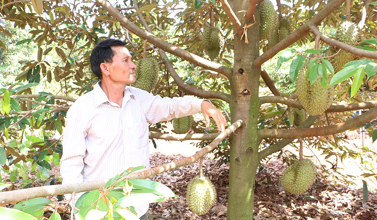 Gia Lai đã tập trung phát triển trồng cây sầu riêng theo hướng hữu cơ.