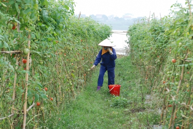 Các quy định về kinh tế tuần hoàn cần cụ thể hơn để người dân, HTX thuận tiện trong quá trình thực hiện.