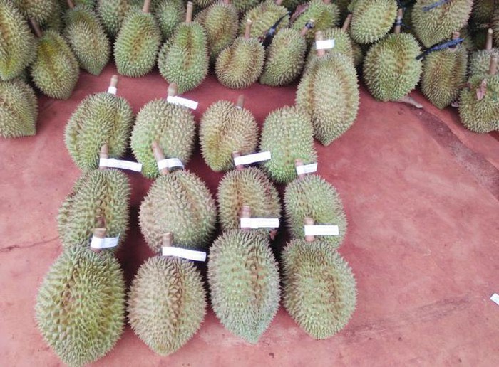 Sầu riêng ở Gia Lai được gắn tem truy xuất nguồn gốc.