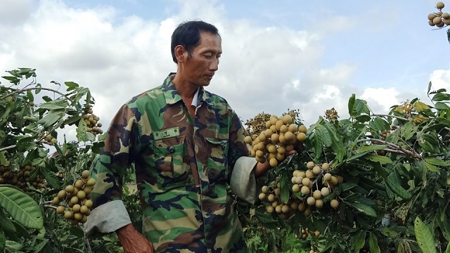 Một số hộ dân đã làm giàu từ cây đặc sản phía Bắc ở Tây Nguyên.