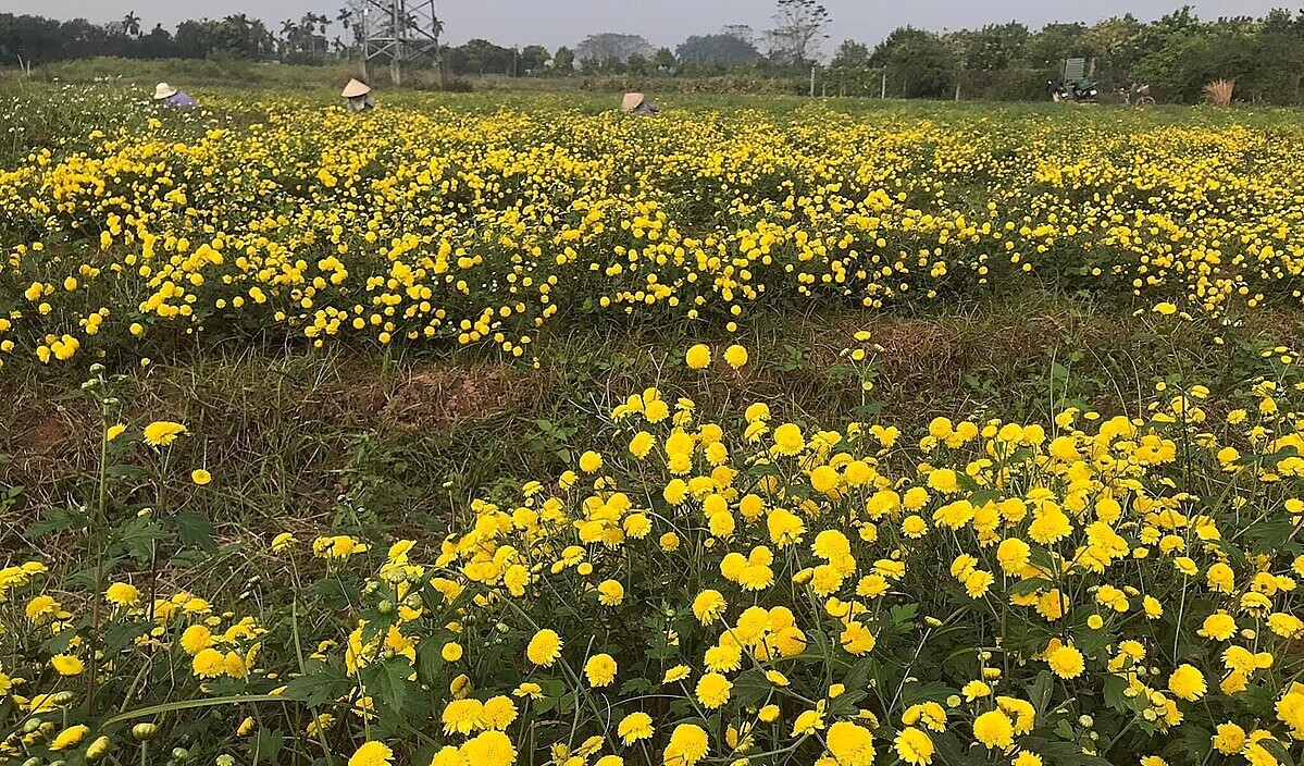 Mô hình trồng hoa cúc chi ở xã Song Phượng là hướng đi hiệu quả, thúc đẩy xây dựng nông thôn mới.
