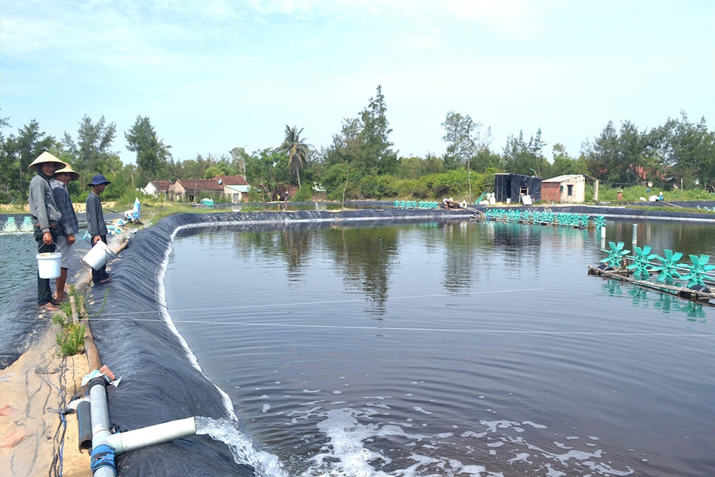 HTX nuôi tôm biển Bình Thắng đã tạo được liên kết trong hợp tác sản xuất ở địa phương.