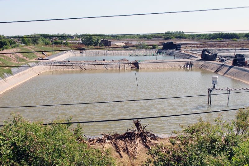 Mô hình nuôi trồng thủy sản ở Thạnh Phước với vai trò của HTX mang lại hiệu quả kinh tế cao.