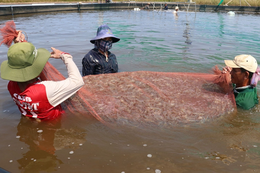 Người dân huyện Bình Đại kỳ vọng có sự đột phá trong hoạt động của các HTX nuôi trồng thủy sản nhằm giúp đời sống của họ được nâng lên.