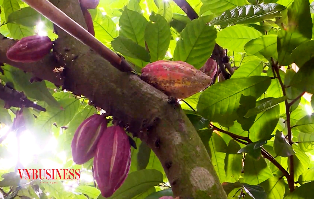 Các loại cây trồng thế mạnh như ca cao sẽ tiếp tục được tỉnh Đắk Lắk đẩy mạnh.