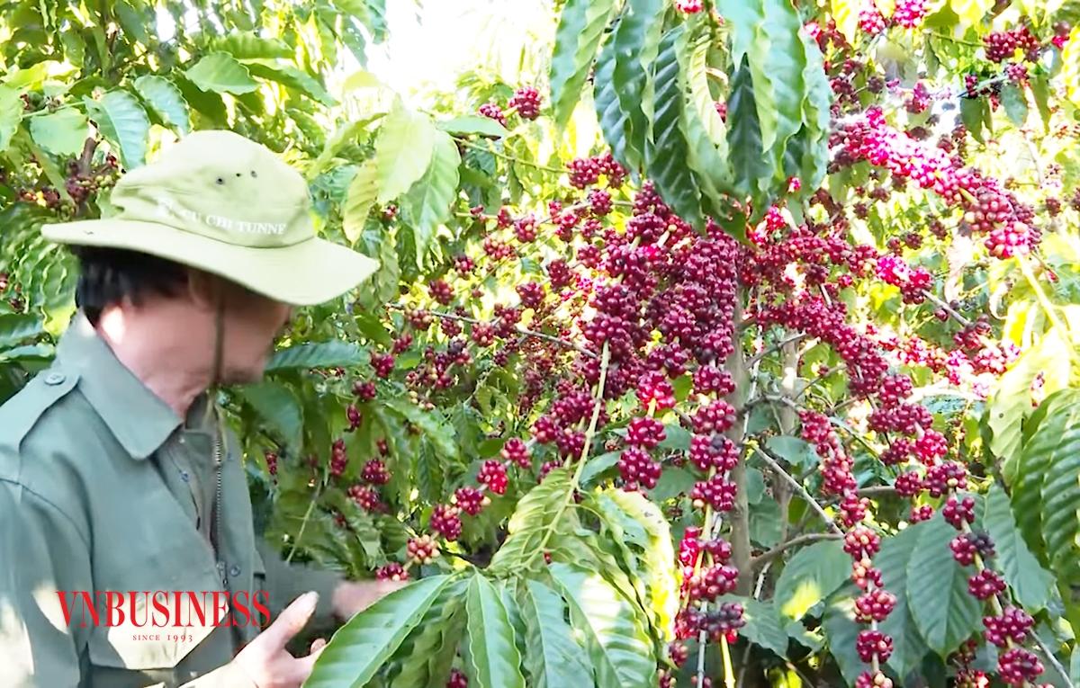 Cà phê đang là sản phẩm thế mạnh ở Đắk Lắk.