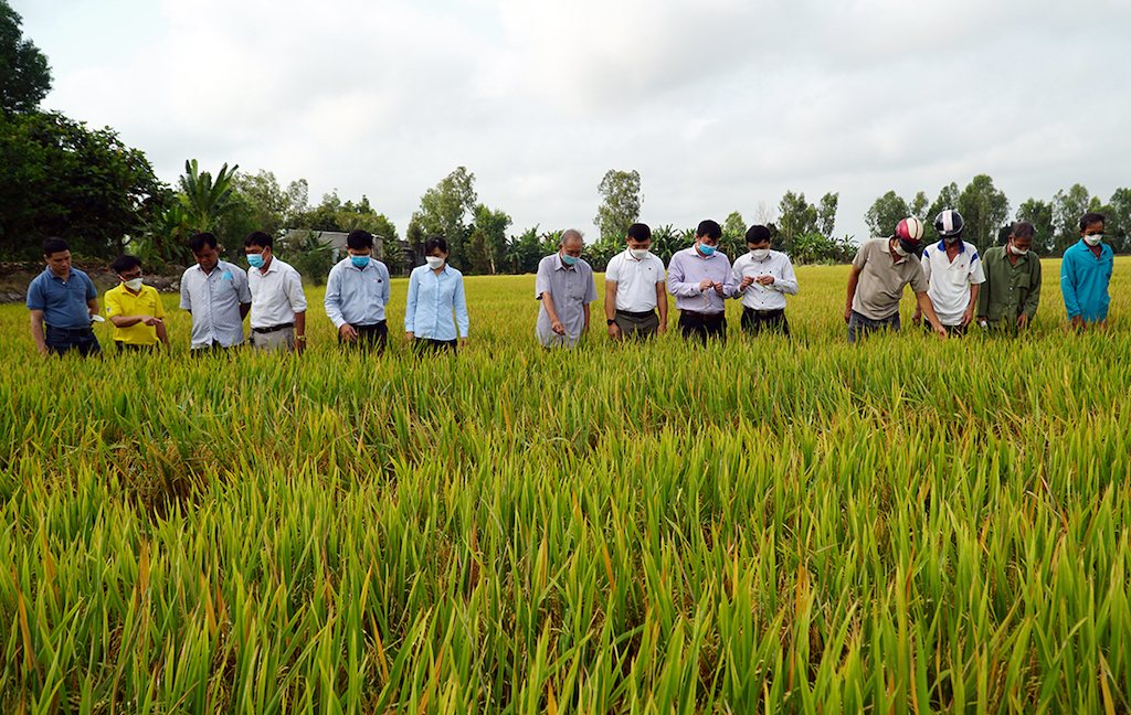 Việc liên kết trồng lúa của các HTX ở Tri Tôn với doanh nghiệp được kỳ vọng nâng cao đời sống cho nông dân địa phương.