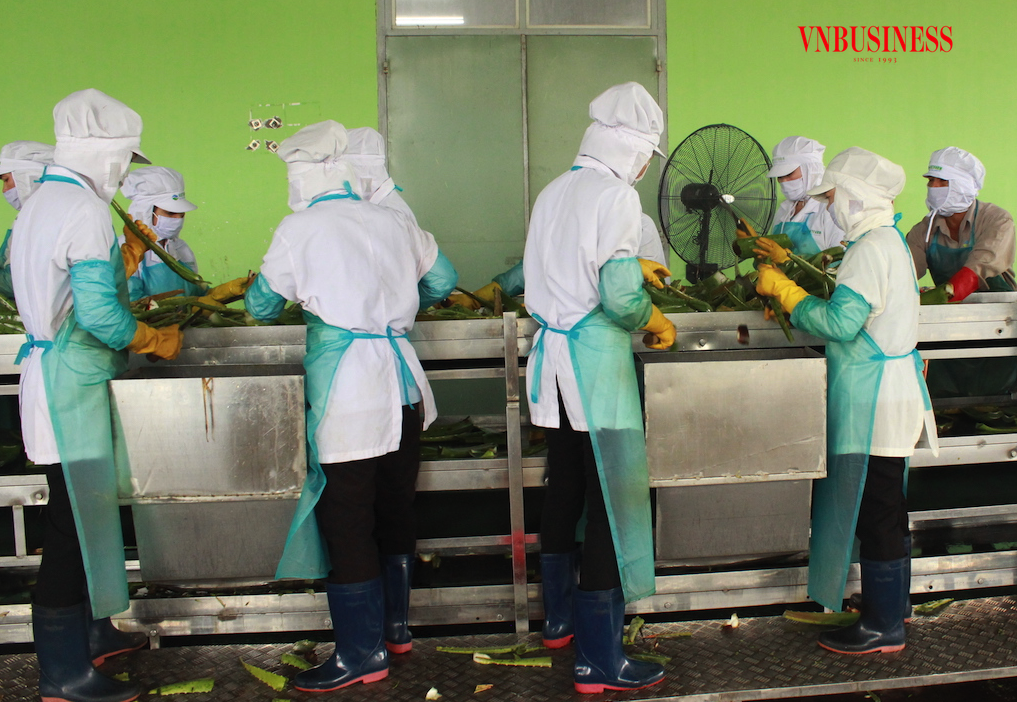 Để gia tăng kim ngạch XK vào thị trường mới đòi hỏi các DN chế biến nông sản cần nhạy bén hơn nữa trong việc tìm kiếm các đối tác tiềm năng.