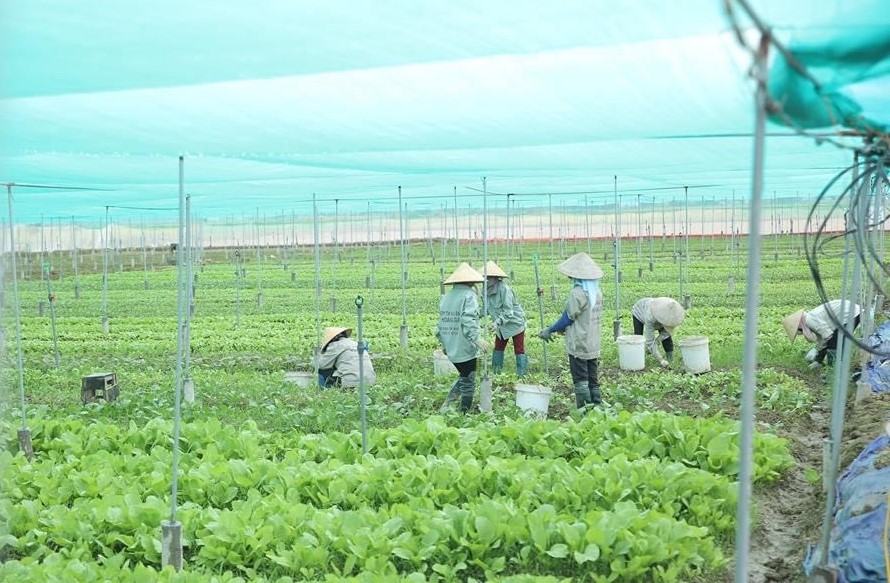 Kinh tế nông thôn đóng vai trò quan trọng trong xây dựng nông thôn mới, nông thôn mới nâng cao của thành phố Hà Nội.