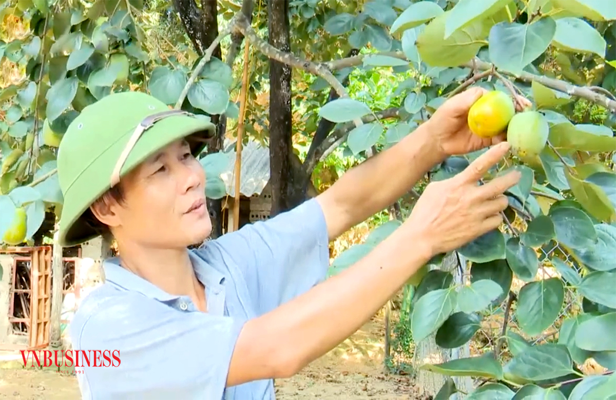 Hồng không hạt đang là cây trồng thế mạnh ở Phù Ninh, đặc biệt là xã Gia Thanh.