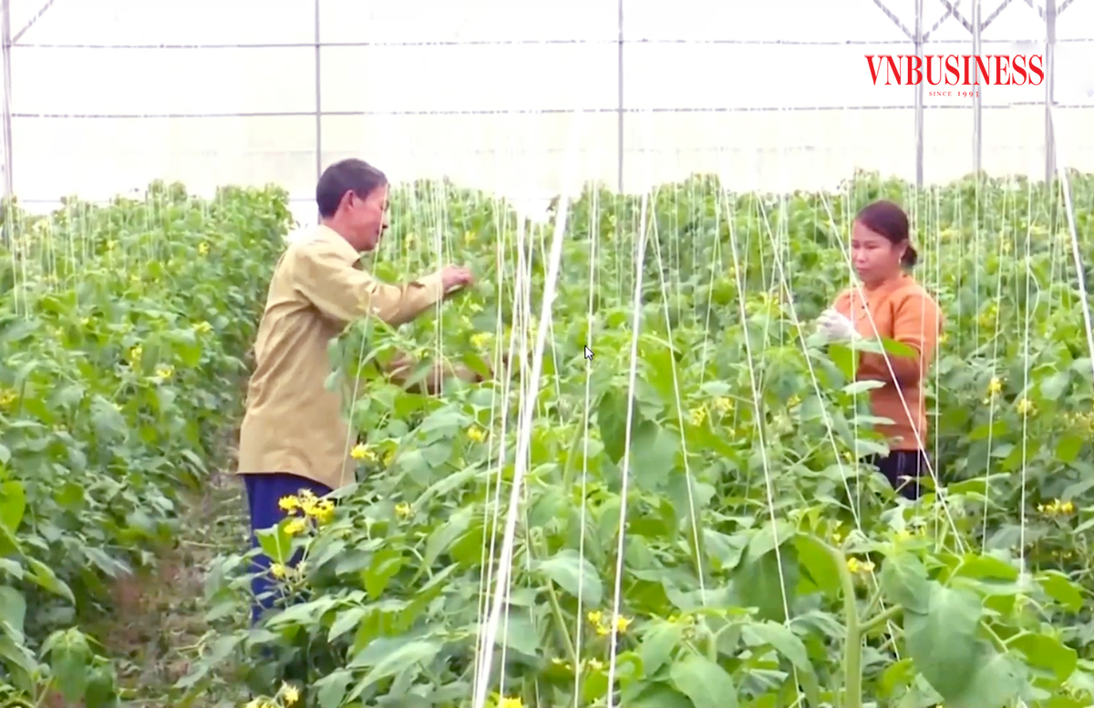 Phù Ninh đang đẩy mạnh chuyển đổi nông nghiệp theo hướng công nghệ cao, hình thành chuỗi giá trị.