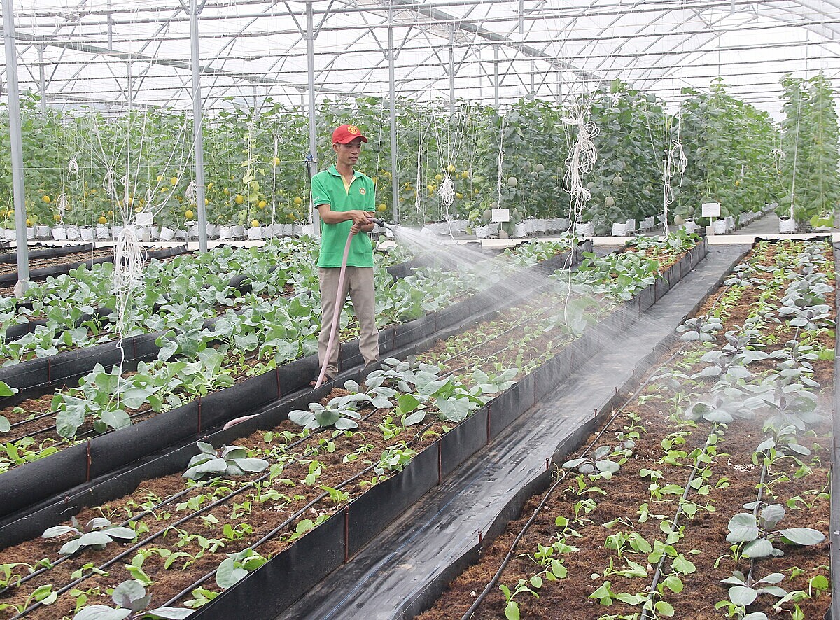 Nhu cầu tích tụ ruộng đất của HTX là không hề nhỏ.