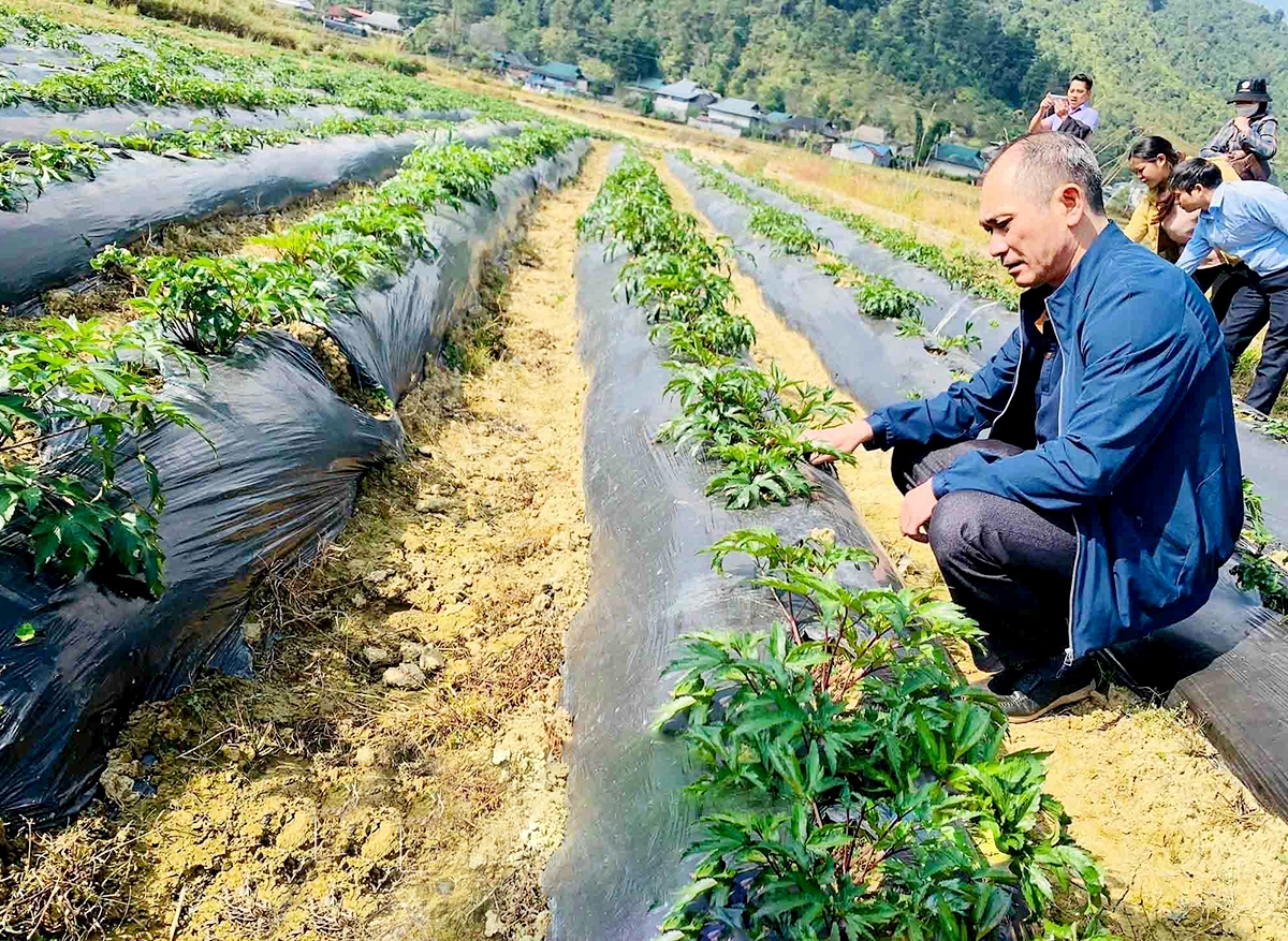 Dược liệu đang là cây thế mạnh, xóa đói giảm nghèo cho người dân tại Sìn Hồ.