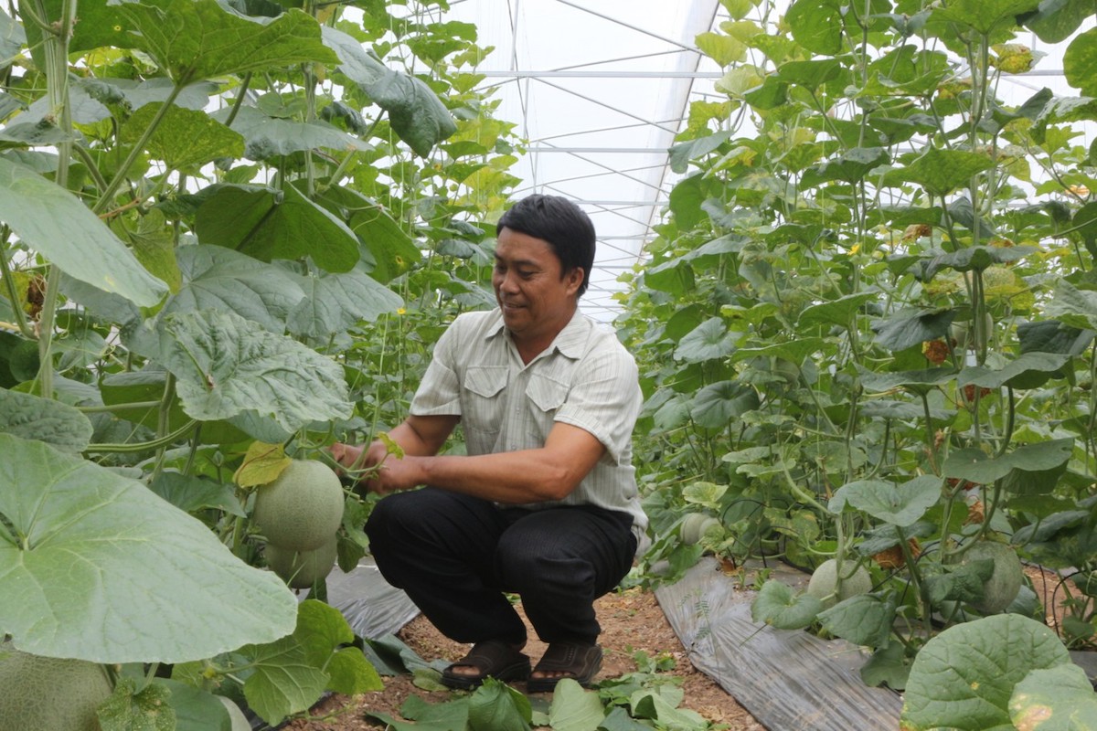 Nghị quyết nêu rõ, phấn đấu đến năm 2025, số lượng HTX nông nghiệp hoạt động đạt loại tốt, khá chiếm từ 60% trở lên trong tổng số HTX nông nghiệp cả nước.