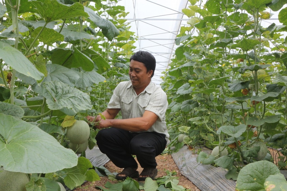 Nghị quyết nêu rõ, phấn đấu đến năm 2025, số lượng HTX nông nghiệp hoạt động đạt loại tốt, khá chiếm từ 60% trở lên trong tổng số HTX nông nghiệp cả nước.