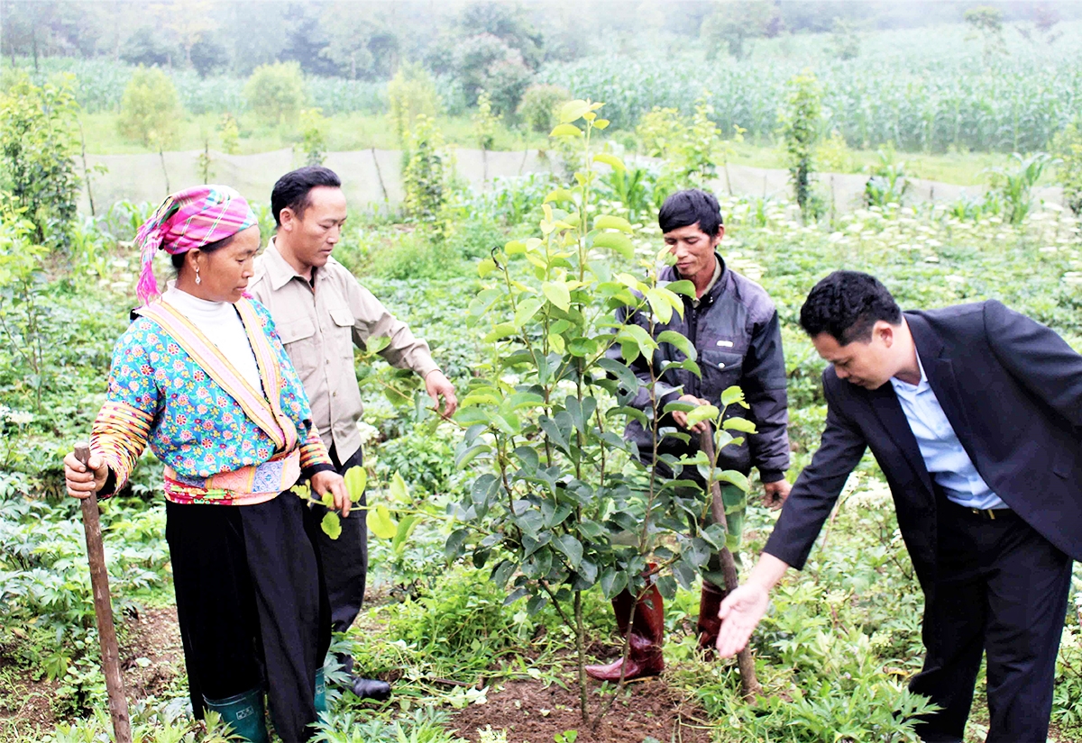 Mô hình trồng cây ăn quả đang cho thấy tiềm năng rất lớn tại Sìn Hồ.