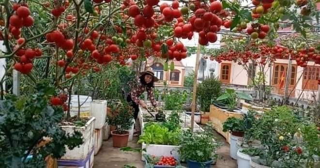 Nhờ có phân mùn hữu cơ mà vườn rau sân thượng của mọi gia đình có hoạt động ủ rác đều xanh tốt.